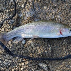 スプーンとミノーに好反応